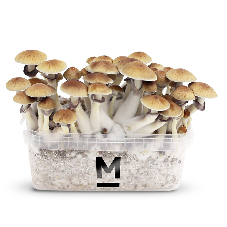 Comprar Kit De Setas Alucinogenas Aqui - MagicMushroomsShop