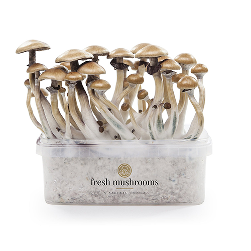 Comprar Kit De Setas Alucinogenas Aqui - MagicMushroomsShop